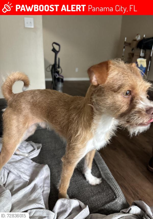 Lost Male Dog last seen Near w hy 20 st Panama city, Panama City, FL 32405