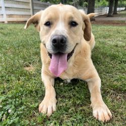 Shelter Stray Male Dog last seen , Greenville, SC 29609