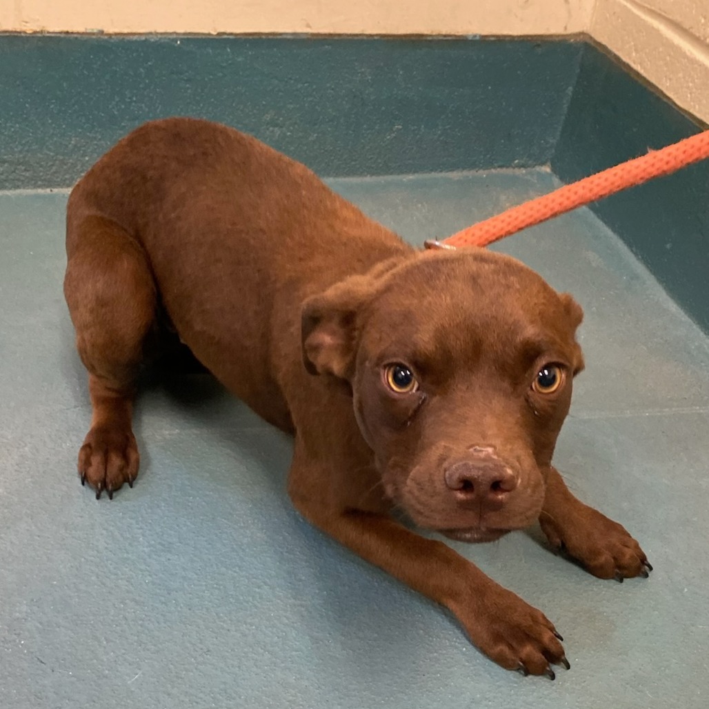 Shelter Stray Female Dog last seen , Memphis, TN 38133