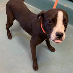 Shelter Stray Female Dog last seen , Memphis, TN 38133