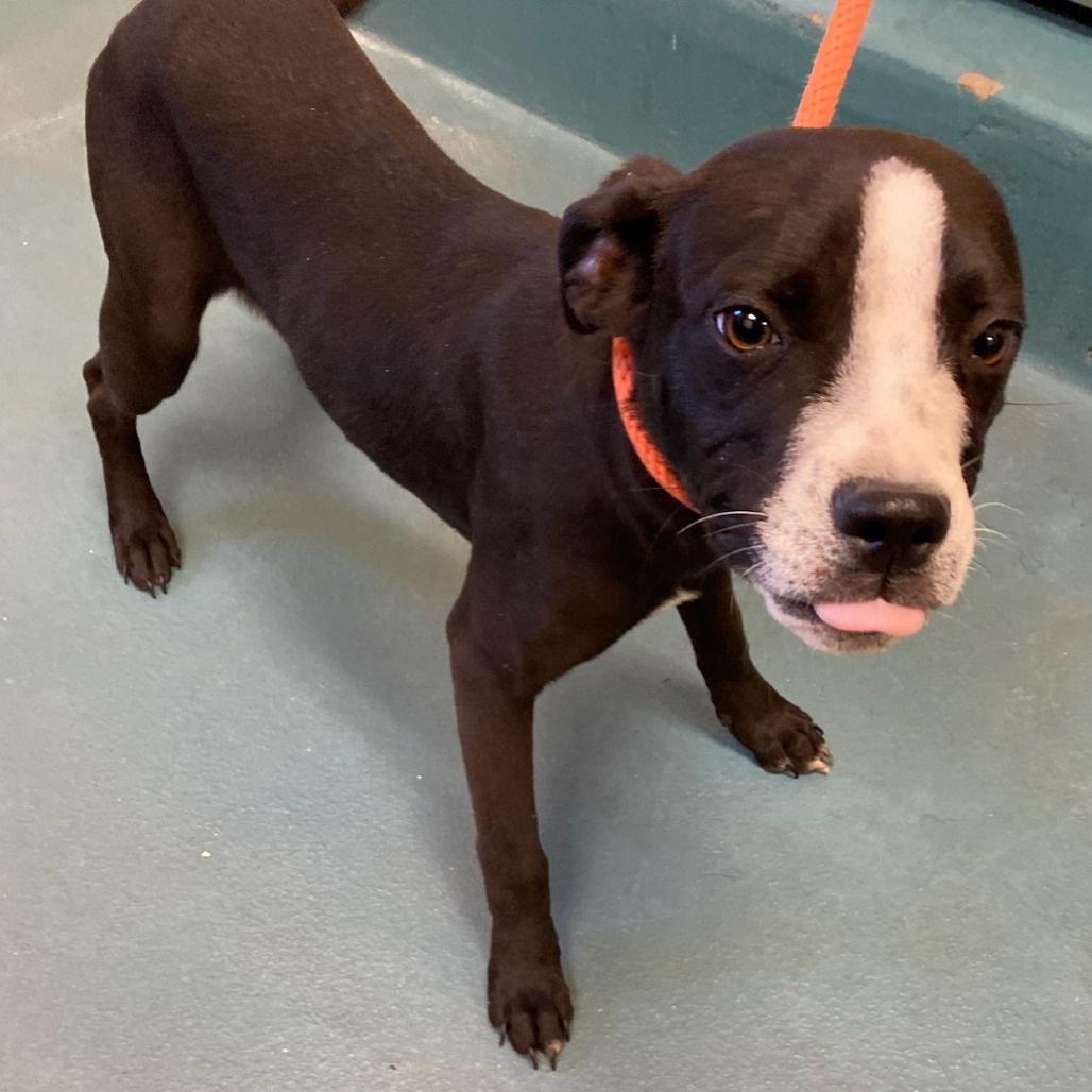 Shelter Stray Female Dog last seen , Memphis, TN 38133
