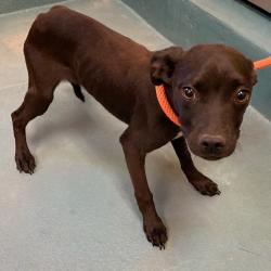 Shelter Stray Female Dog last seen , Memphis, TN 38133
