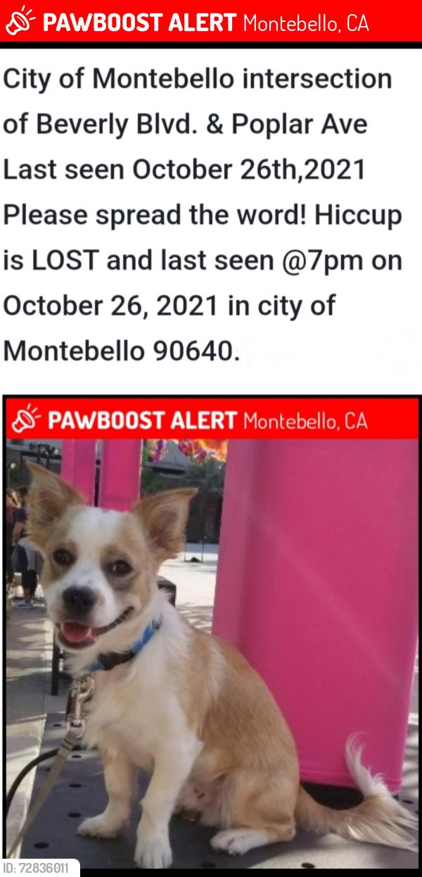 Lost Male Dog last seen Beverly & Poplar , Montebello, CA 90640