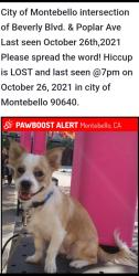 Lost Male Dog last seen Beverly & Poplar , Montebello, CA 90640