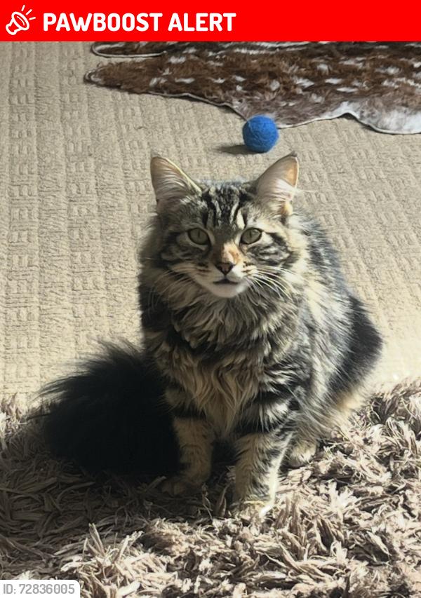 Lost Female Cat last seen Lark Lane, Liverpool L17, Merseyside, England L17
