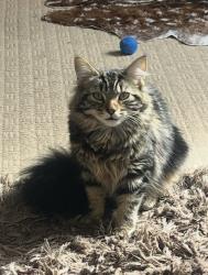 Lost Female Cat last seen Lark Lane, Liverpool L17, Merseyside, England L17