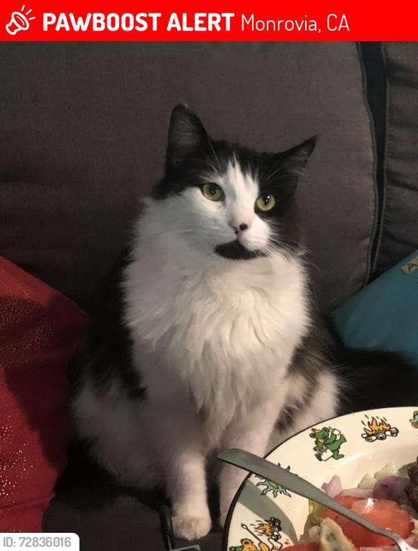 Lost Female Cat last seen Mayflower Ave and N Alta vista ave, Monrovia, CA 91016