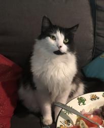 Lost Female Cat last seen Mayflower Ave and N Alta vista ave, Monrovia, CA 91016