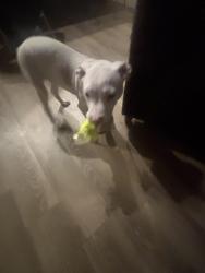 Lost Male Dog last seen Near SPRUCE STREET , Saint Paul, MN 55101