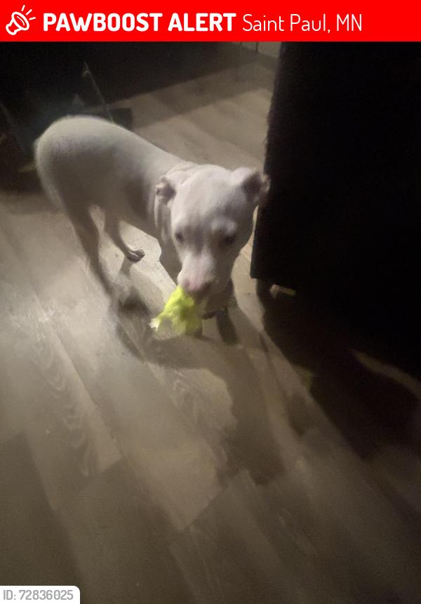 Lost Male Dog last seen Near SPRUCE STREET , Saint Paul, MN 55101