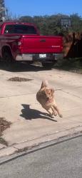 Reunited Male Dog last seen Prue/Kyle Seale Pkwy , San Antonio, TX 78249