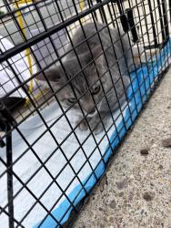 Found/Stray Male Cat last seen Travelodge Dr. El Cajon , El Cajon, CA 92020