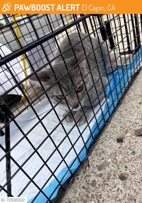 Found/Stray Male Cat last seen Travelodge Dr. El Cajon , El Cajon, CA 92020