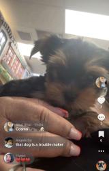 Lost Male Dog last seen Near NW 3rd street blgd 9 apt 1 fort lauderdale, FL, Fort Lauderdale, FL 33311