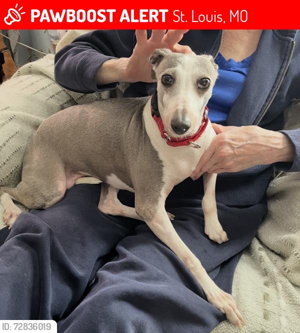 Lost Female Dog last seen Reavis Barracks Rd., St. Louis, MO 63123
