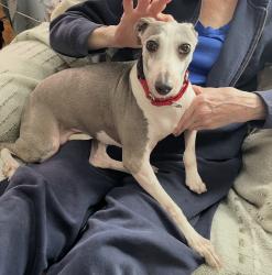 Lost Female Dog last seen Reavis Barracks Rd., St. Louis, MO 63123