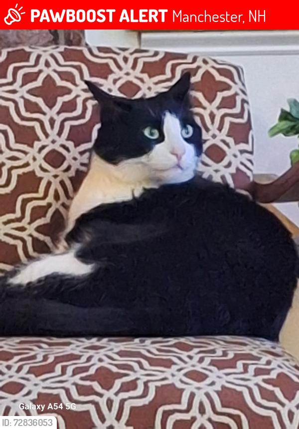 Lost Male Cat last seen DUNBAR ST AND HURD ST, Manchester, NH 03103