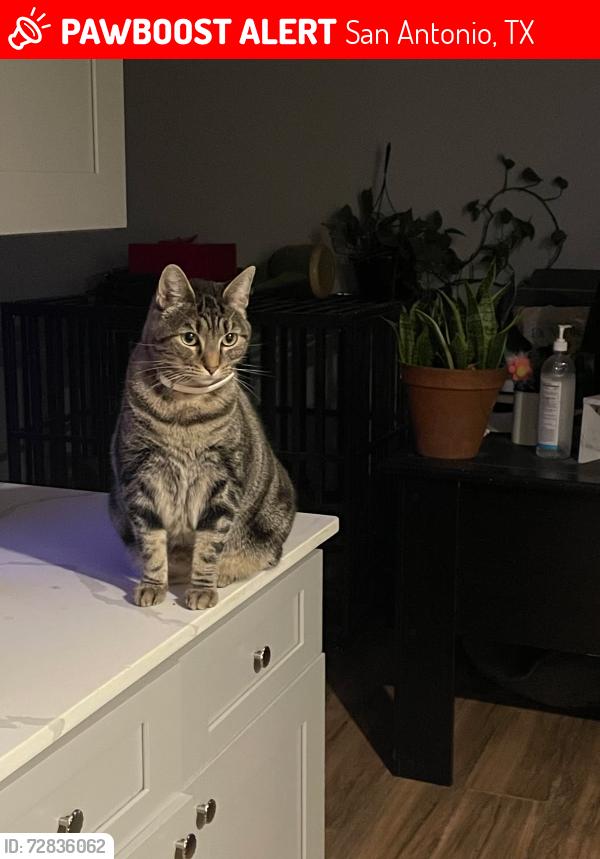 Lost Female Cat last seen Woodstock neighborhood , San Antonio, TX 78233