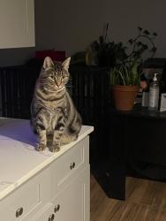 Lost Female Cat last seen Woodstock neighborhood , San Antonio, TX 78233