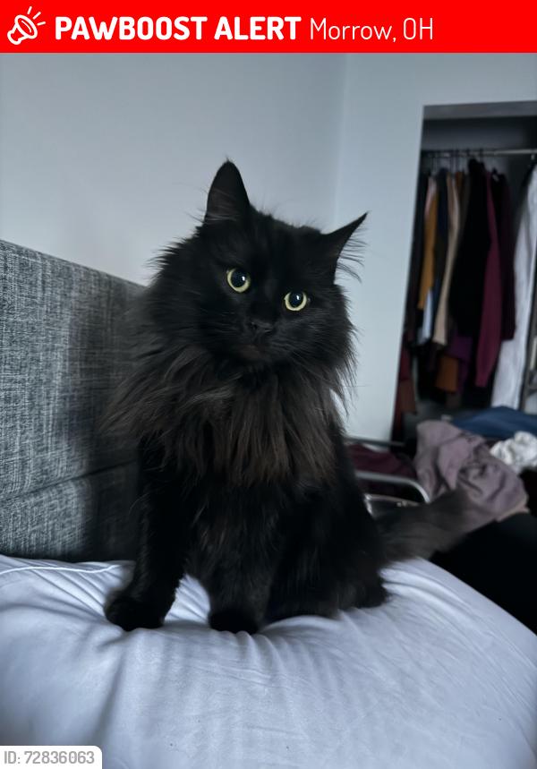 Lost Female Cat last seen The woods, Morrow, OH 45152
