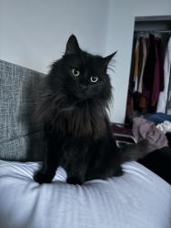 Lost Female Cat last seen The woods, Morrow, OH 45152