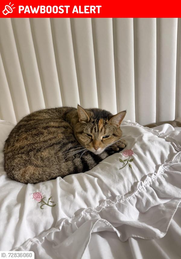Lost Female Cat last seen Rue de Séville, Dollard-des-Ormeaux, QC H9B 2V8