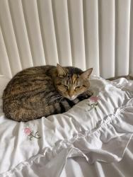 Lost Female Cat last seen Rue de Séville, Dollard-des-Ormeaux, QC H9B 2V8