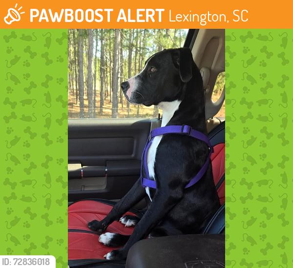 Found/Stray Female Dog last seen Hwy 1 & Old Farm Road, Near Lexington High School, Lexington, SC, Lexington, SC 29072
