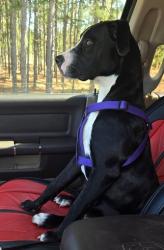 Found/Stray Female Dog last seen Hwy 1 & Old Farm Road, Near Lexington High School, Lexington, SC, Lexington, SC 29072