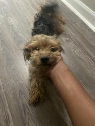 Lost Female Dog last seen Pearland Village , Pearland, TX 77581