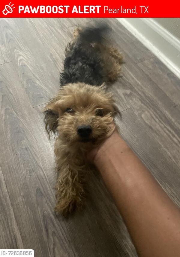 Lost Female Dog last seen Pearland Village , Pearland, TX 77581