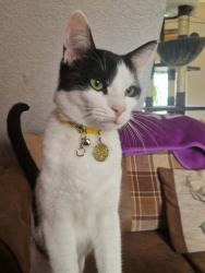 Reunited Male Cat last seen Near long headlam, Byker, England NE6 2EG