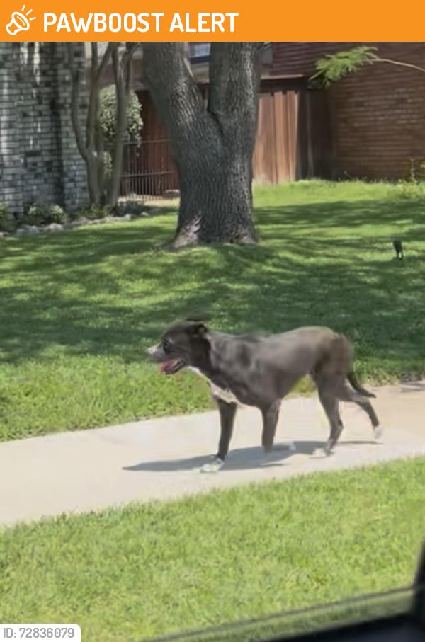 Found/Stray Unknown Dog last seen Red River and Legacy , Red River County, TX 75426