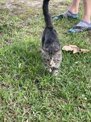Found/Stray Male Cat last seen Laird Lane and Lockhart Rd, by railroad tracks , Denham Springs, LA 70726