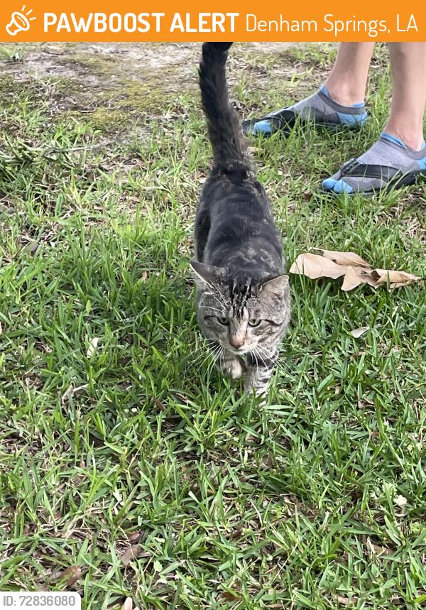 Found/Stray Male Cat last seen Laird Lane and Lockhart Rd, by railroad tracks , Denham Springs, LA 70726