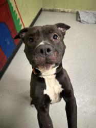 Shelter Stray Male Dog last seen Near , Indianapolis, IN 46221