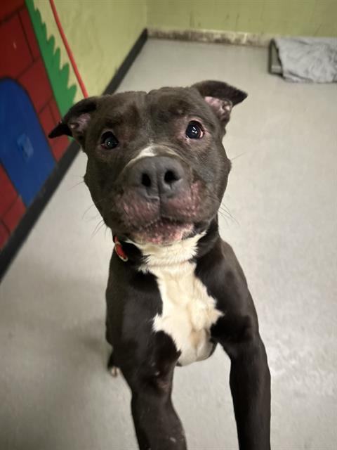 Shelter Stray Male Dog last seen Near , Indianapolis, IN 46221