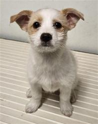 Shelter Stray Female Dog last seen Near BLOCK S EDISON RD, BAKERSFIELD CA 93307, Bakersfield, CA 93308