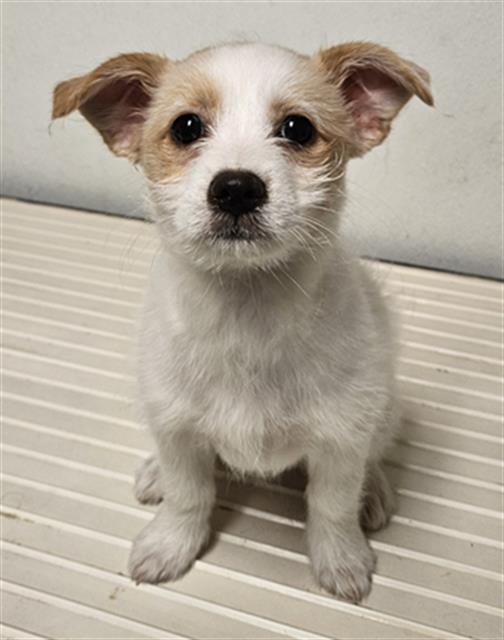 Shelter Stray Female Dog last seen Near BLOCK S EDISON RD, BAKERSFIELD CA 93307, Bakersfield, CA 93308