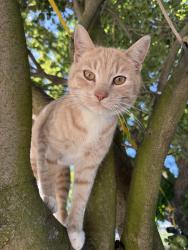 Lost Male Cat last seen Near lawrence rd , Escalon, CA 95320