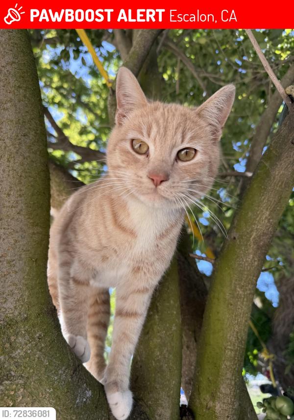 Lost Male Cat last seen Near lawrence rd , Escalon, CA 95320
