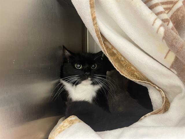 Shelter Stray Female Cat last seen WILLARD, Auburn, CA 95603