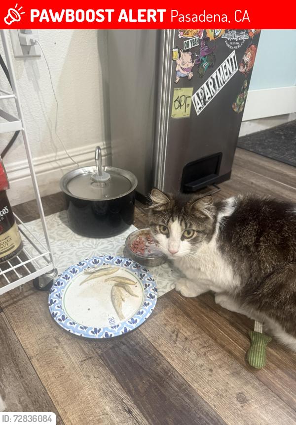 Lost Male Cat last seen Washington &sierra bonita, Pasadena, CA 91104