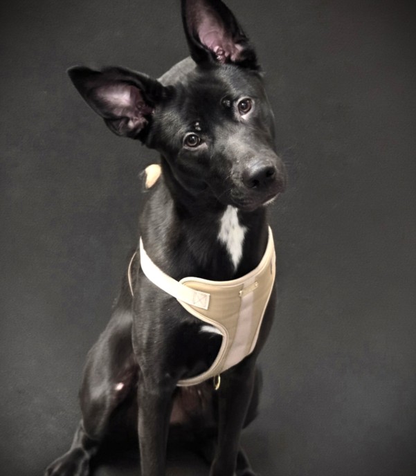 Shelter Stray Male Dog last seen , Los Angeles, CA 90031