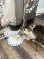 Lost Male Cat last seen Washington &sierra bonita, Pasadena, CA 91104