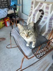 Found/Stray Female Cat last seen Darwin Place & London Way, Lockhart, TX 78644