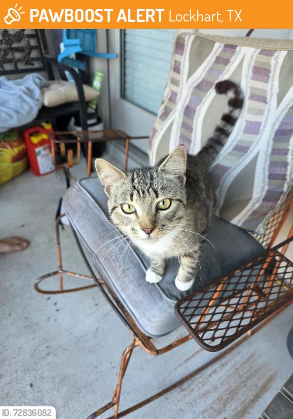 Found/Stray Female Cat last seen Darwin Place & London Way, Lockhart, TX 78644