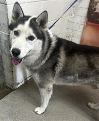 Shelter Stray Male Dog last seen Near BLOCK E EASTON ST, San Bernardino, CA 92401