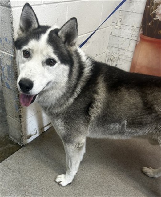 Shelter Stray Male Dog last seen Near BLOCK E EASTON ST, San Bernardino, CA 92401