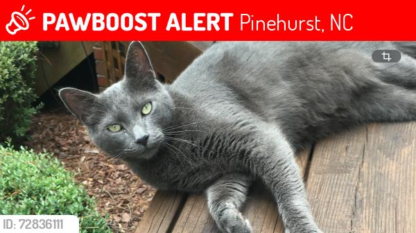 Lost Male Cat last seen Meyer Garm Road, Pinehurst, NC 28374